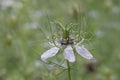 Love-in-a-mist Nigella damascena, close-up inflorescence Royalty Free Stock Photo